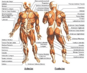 the morphology of the body