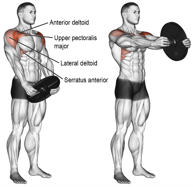 Work for Each Muscle Group