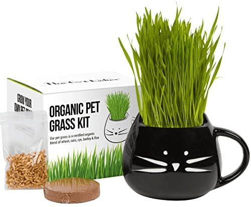 Cat Grass Growing Kit with Organic Seed, Organic Soil, and Cat Planter