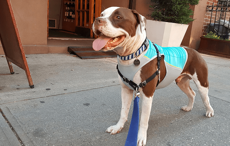 RUFFWEAR Vest Dog Gears