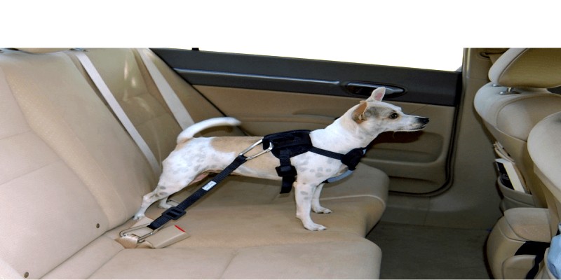 Dog Harnesses for Cars